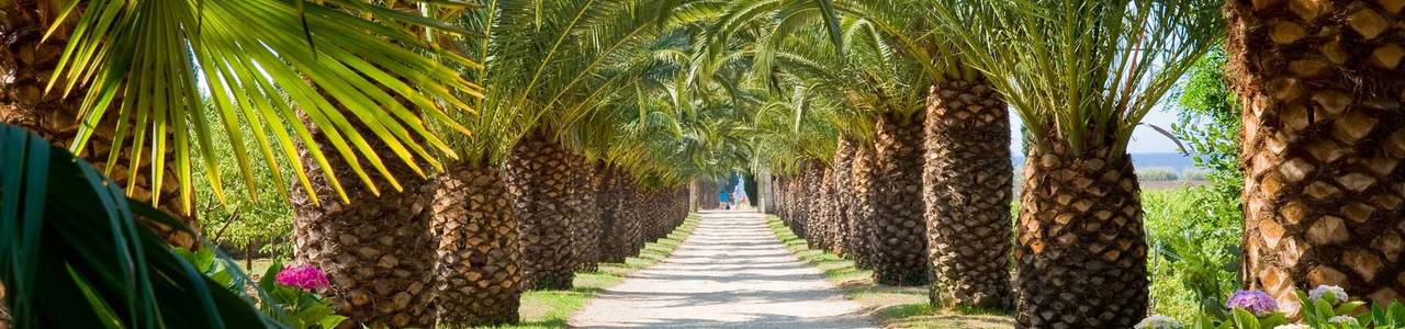 avenue with palms along the path luxury 5 star hotel french riviera saint-tropez chateau valmer