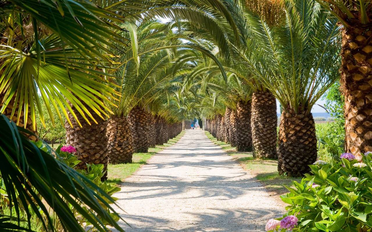 allee avec des palmiers le long du chemin hotel luxe cote d’azur var, saint tropez chateau valmer