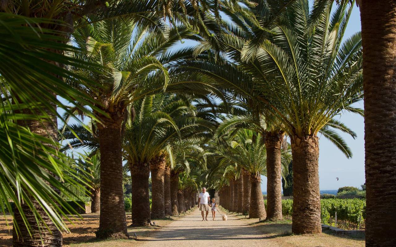 grande-allee-de-palmiers-hotel-luxe-cote-d-azure-var-saint-topez-chateau-valmer