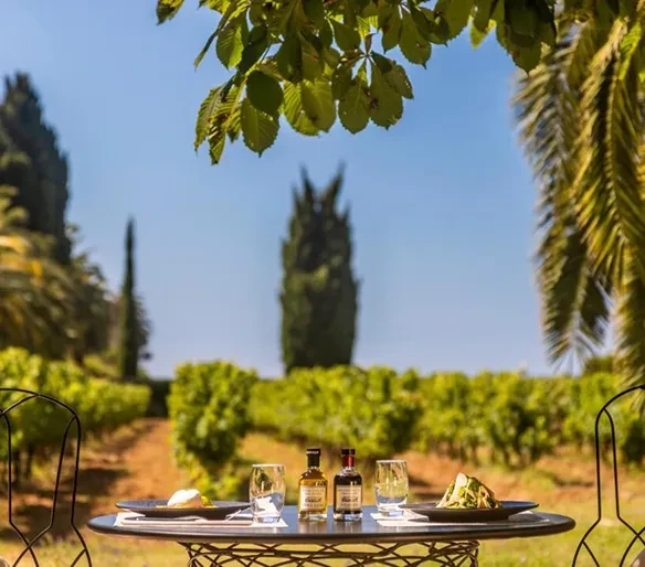 Dégustation en extérieur dans un vignoble ensoleillé.
