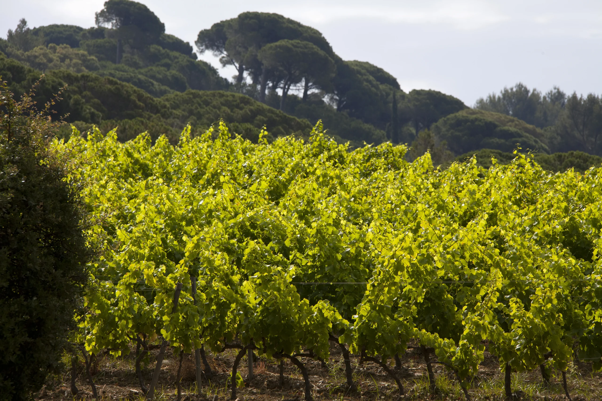 vineyards